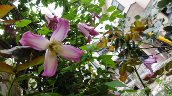 DSC02956 DSC02956
