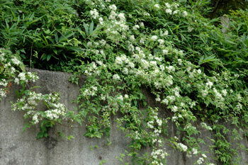 ボタンヅル センニンソウ コンクリート擁壁にクレマチスを クレマチスのある庭いじり