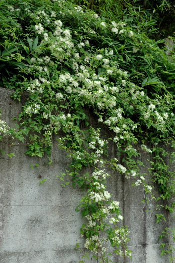 ボタンヅル センニンソウ コンクリート擁壁にクレマチスを クレマチスのある庭いじり
