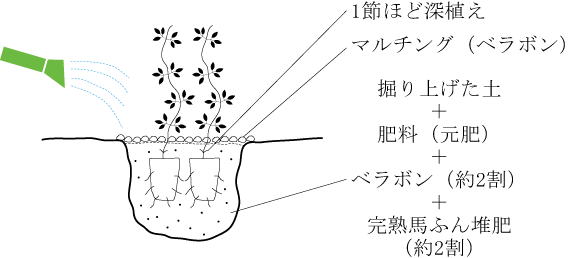 クレマチス新着情報 04フロリダ系