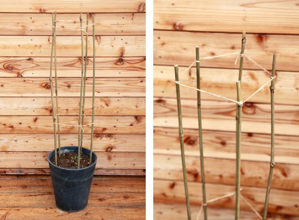 クレマチス新着情報 鉢植えに便利な竹支柱の販売開始 3 13